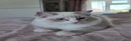 Ragdoll cats for sale:  TICA Ragdoll female - Advert 12