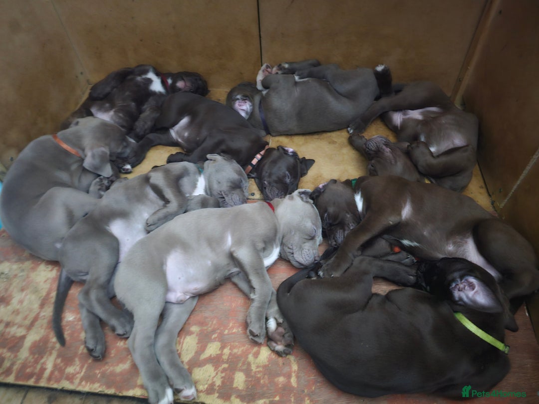 Mastiff dogs for sale: Mastiff Hybrids  - Image 19