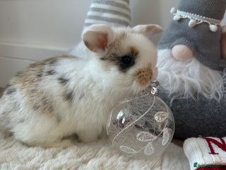 Mini Lop rabbits Baby bunnies - Advert 1