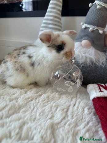 Mini Lop rabbits Baby bunnies - Advert 1