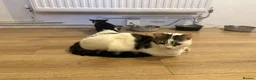British Shorthair cats for sale: Beautiful fluffy bundles of fun 🤩  - Advert 5