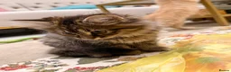 British Shorthair cats for sale: Maine coon Mix golden British short hair in London - Advert 7