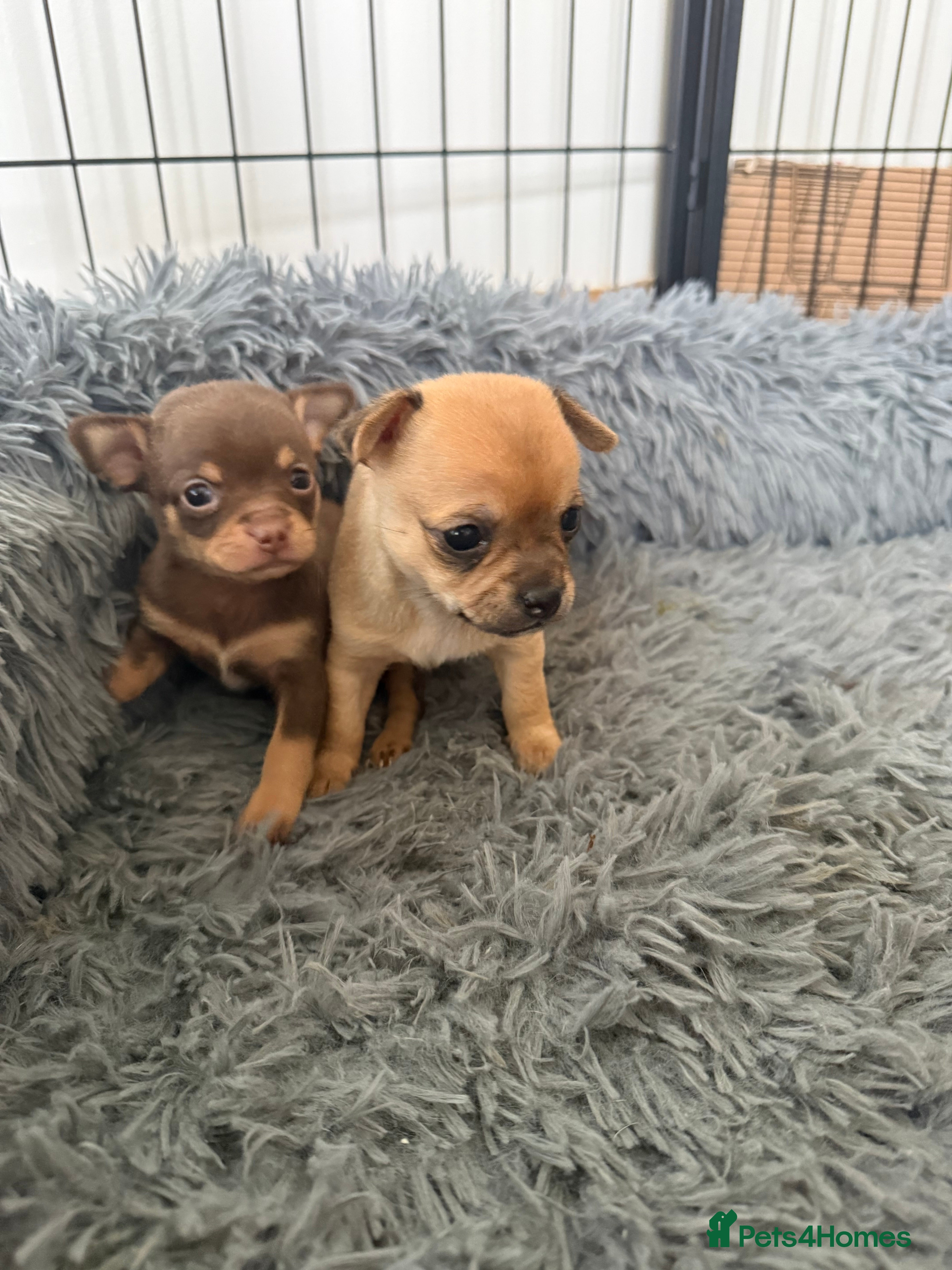 Chihuahua dogs Beautiful litter of chihuahua puppies  - Advert 6