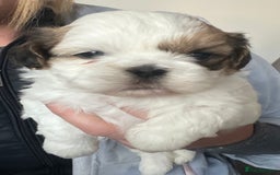 Shih Tzu dogs for sale: Shih tzu  in Havant - Image 8