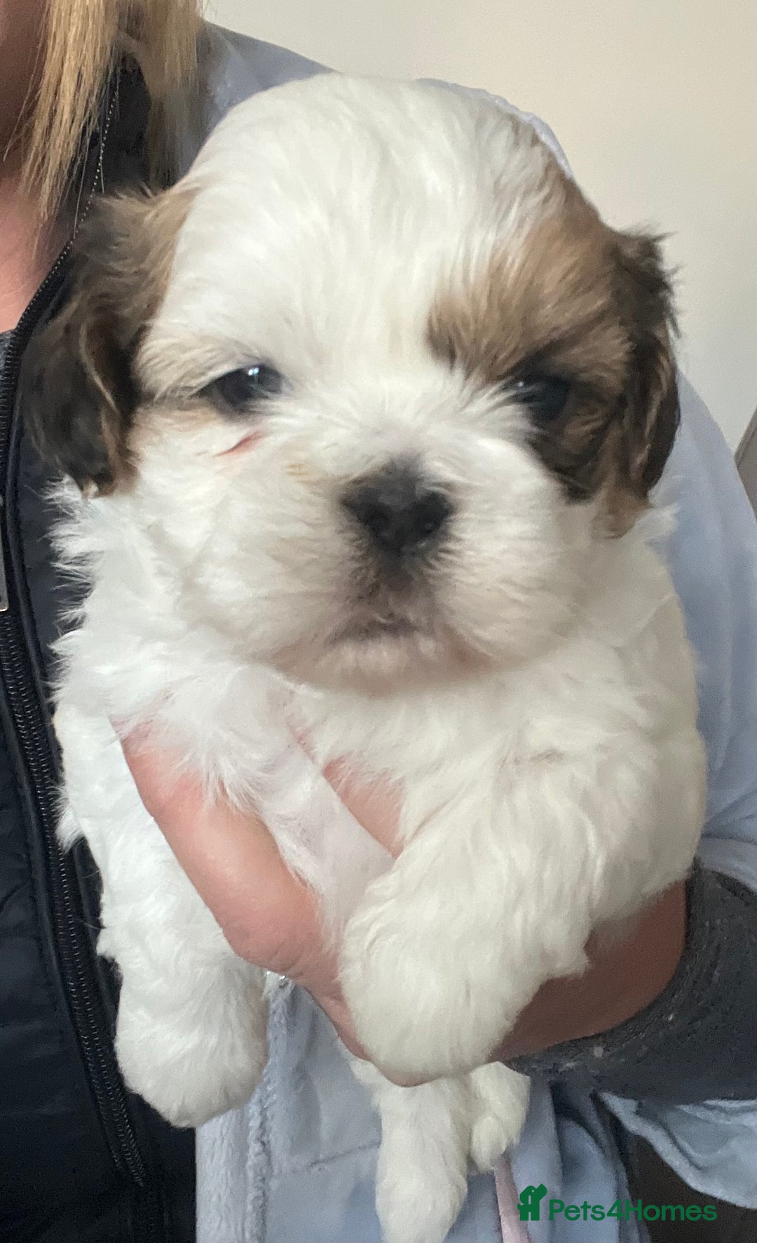 Shih Tzu dogs for sale: Shih tzu  in Havant - Image 8
