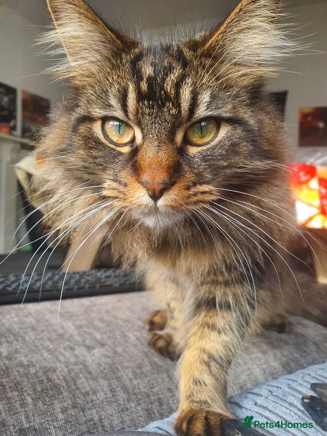 Mixed Breed cats for sale: Main coon cross cat, in Hull - Advert 1