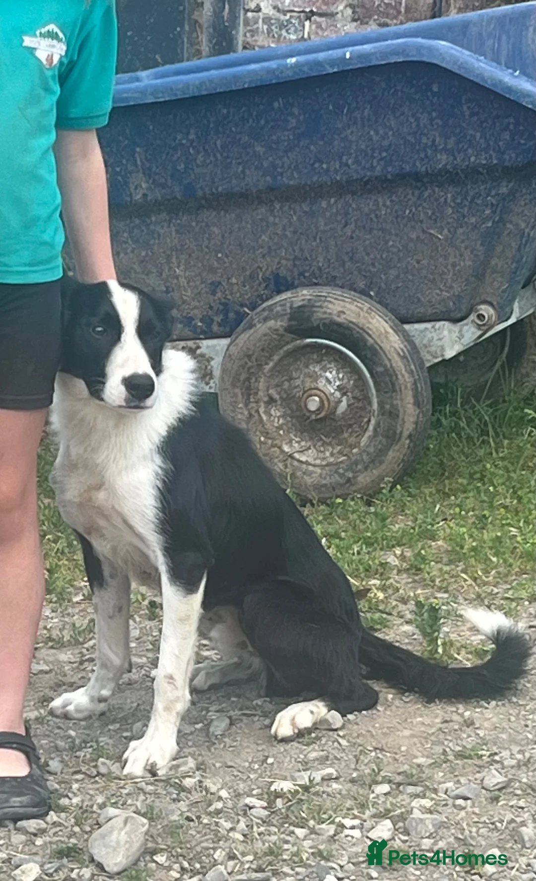 Border Collie dogs for sale: 5 Border Collie Puppies for sale in Ruthin - Advert 11