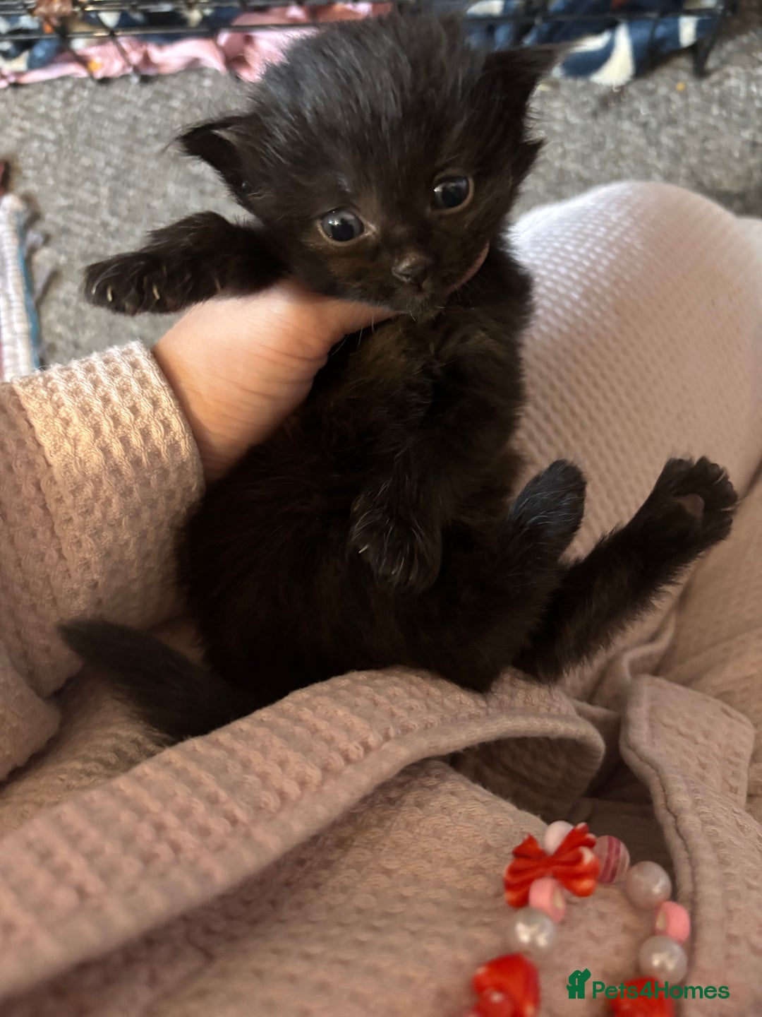 British Longhair cats for sale: Kittens For Sale  - Image 5