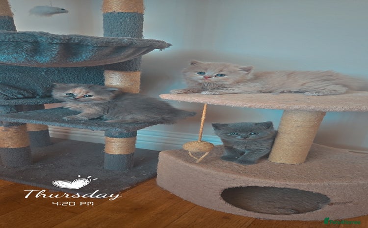 British Shorthair cats - Advert 11