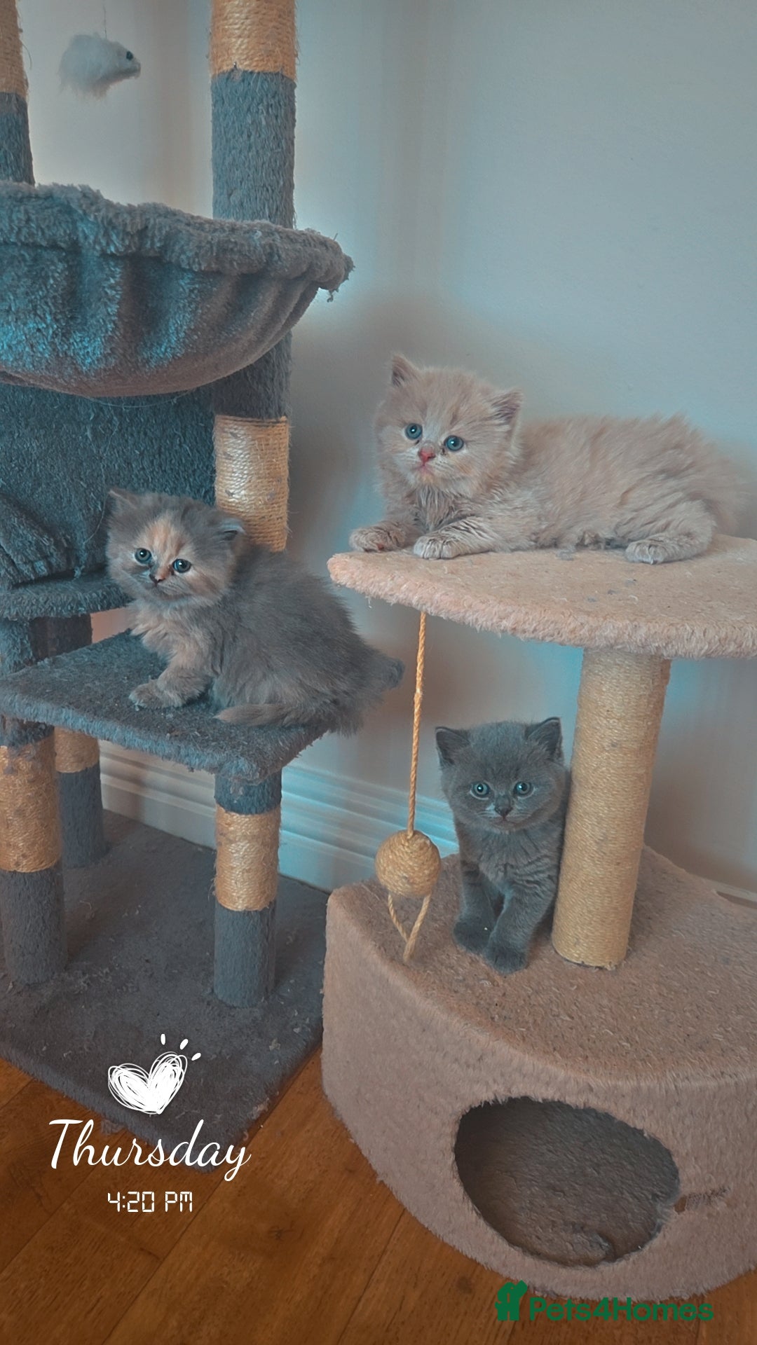 British Shorthair cats for sale: British short-haired kittens GCCF Registered  - Image 1