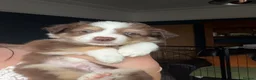 Border Collie dogs for sale: 2 male chocolate border collie puppies red Merle - Advert 3