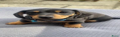 Dachshund Puppy 3
