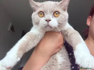 British Shorthair cats British shorthair fawn bicolour - Advert 2
