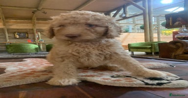Bernedoodle dogs - Advert 2