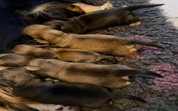 Miniature Dachshund dogs for sale: Exceptional mini long pups  - Image 4