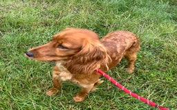 Cocker Spaniel dogs for adoption: Charlie * Cocker Spaniel * 240717 - Image 2