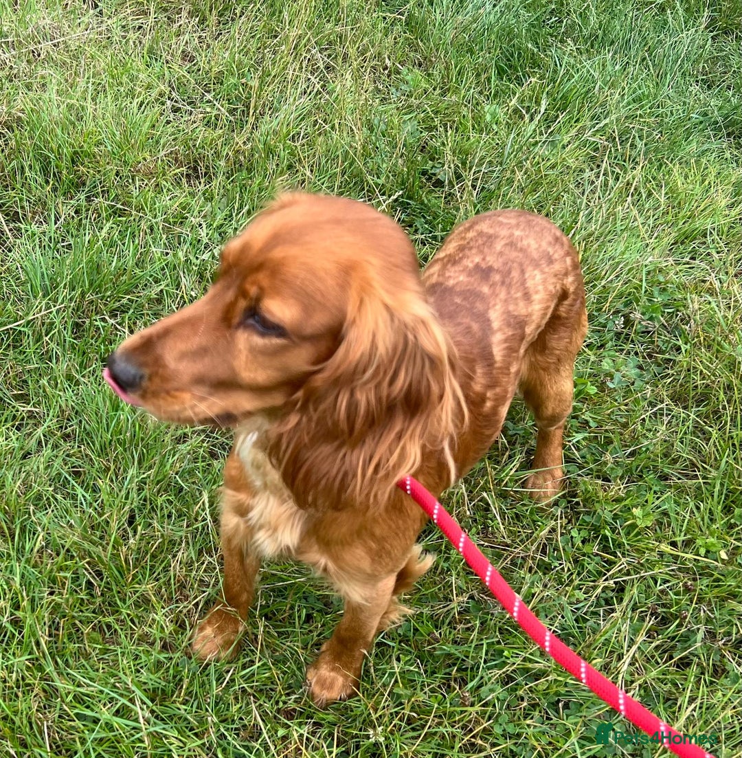 Cocker Spaniel dogs for adoption: Charlie * Cocker Spaniel * 240717 - Image 2