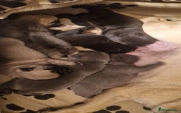 Frug dogs for sale: 6 beautiful frug puppies.  - Image 10