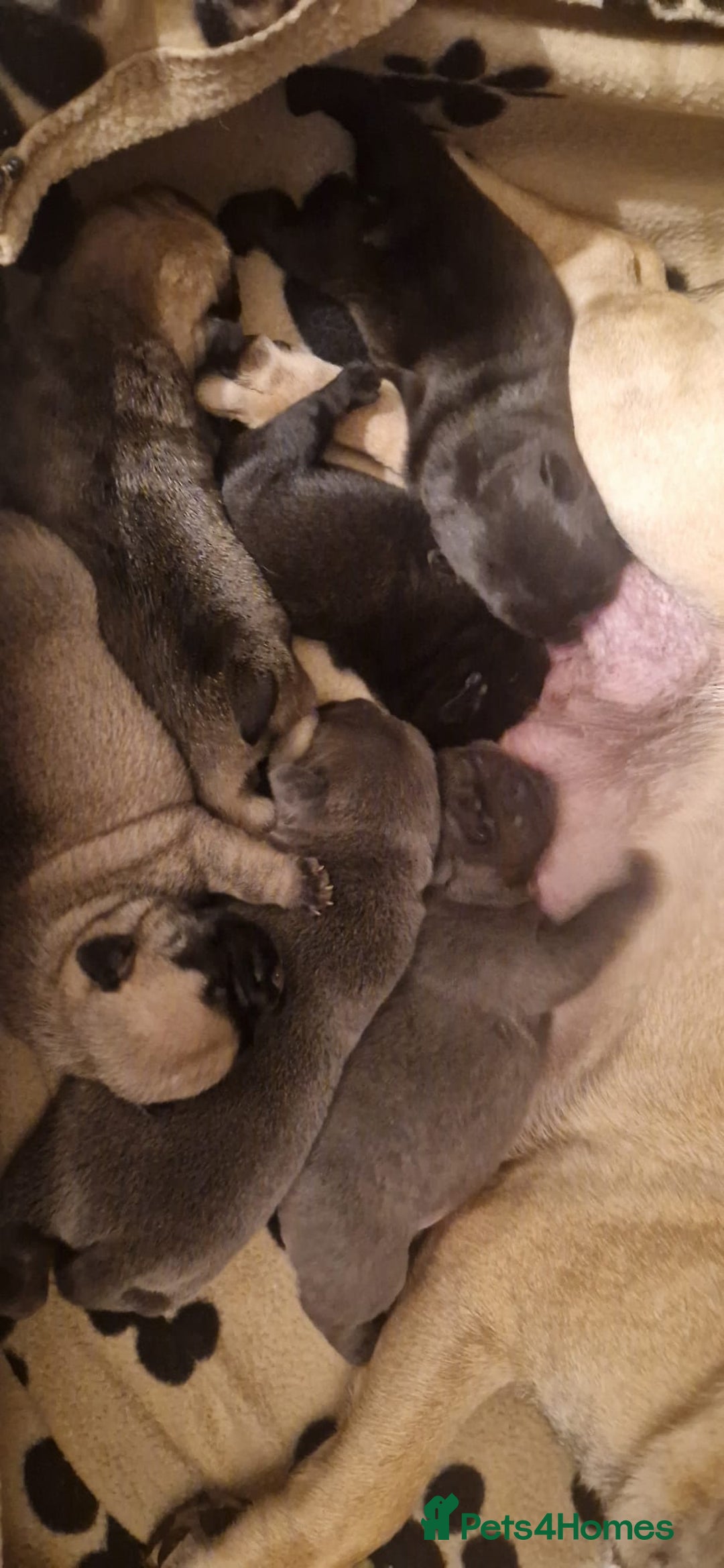 Frug dogs for sale: 6 beautiful frug puppies.  - Image 10