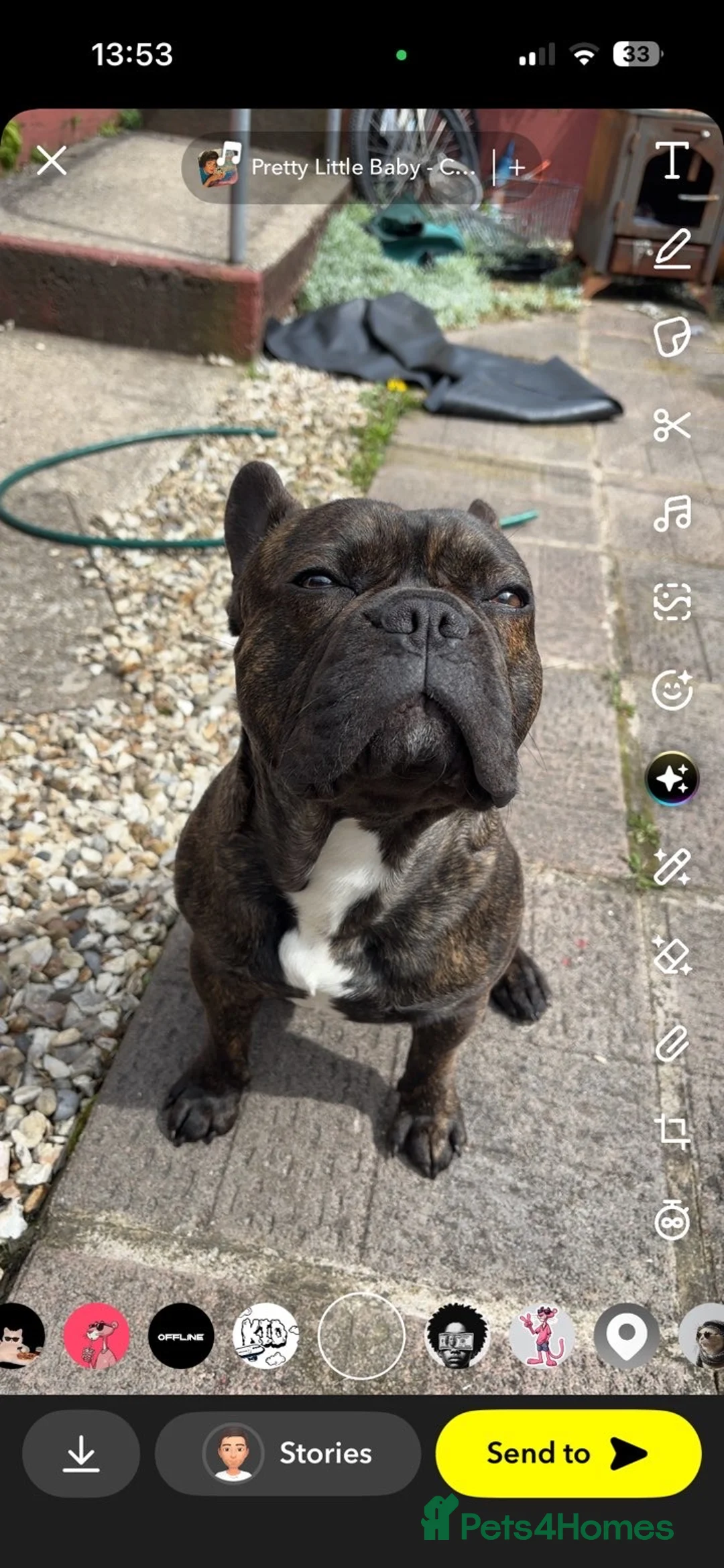 French Bulldog dogs for stud: French bull dog for stud  - Advert 4