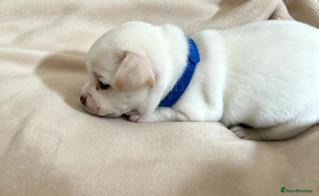 Chihuahua dogs for sale: Beautiful Chihuahua Pups - Advert 17
