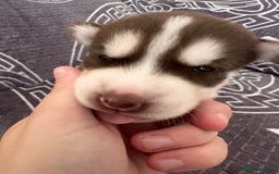 Siberian Husky dogs for sale: full-breed Siberian Husky Puppies  - Image 8