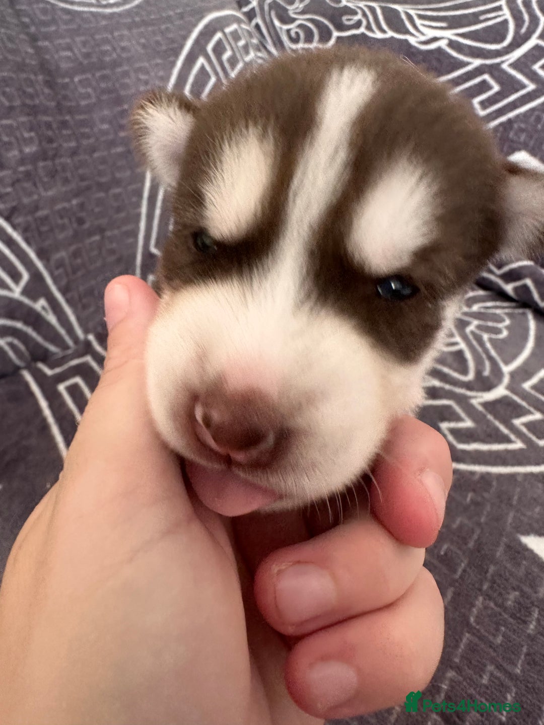 Siberian Husky dogs for sale: full-breed Siberian Husky Puppies  - Image 8