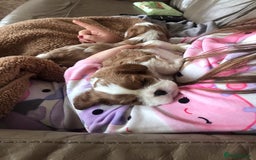 Cavalier King Charles Spaniel dogs for sale: King Charles cavalier  - Advert 12