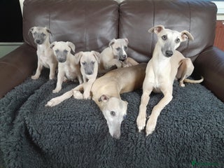 Whippet dogs - Advert 2