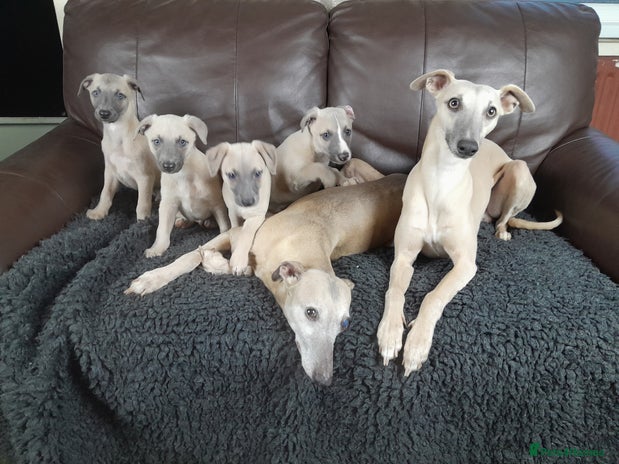 Whippet dogs - Advert 2