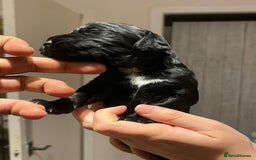 Cocker Spaniel dogs for sale: Cocker spaniel puppies - Image 15