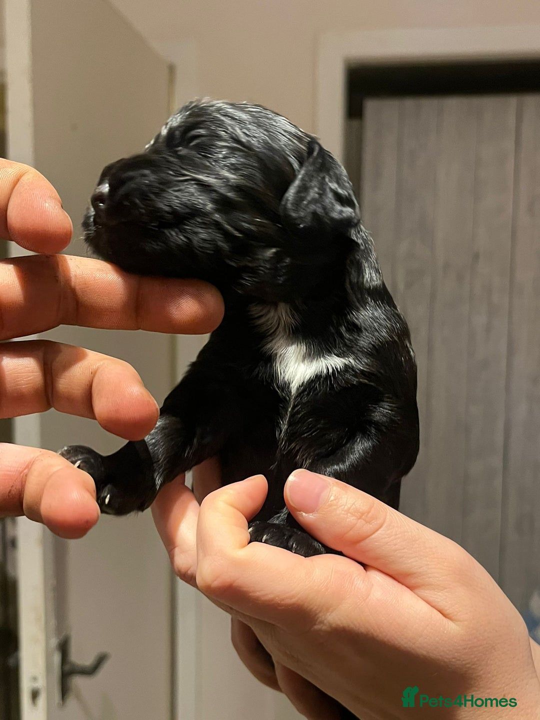 Cocker Spaniel dogs for sale: Cocker spaniel puppies - Image 15