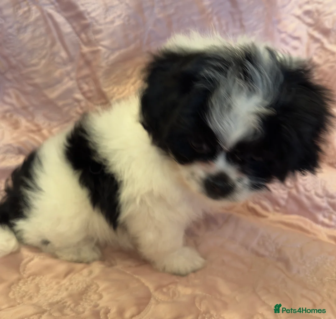 Mixed Breed dogs for sale: Unique Jatese puppies (toy breed) - Advert 3