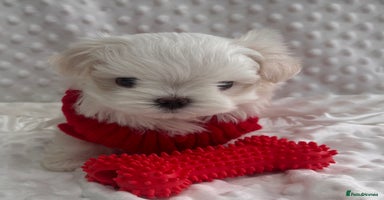 Maltese dogs - Advert 7