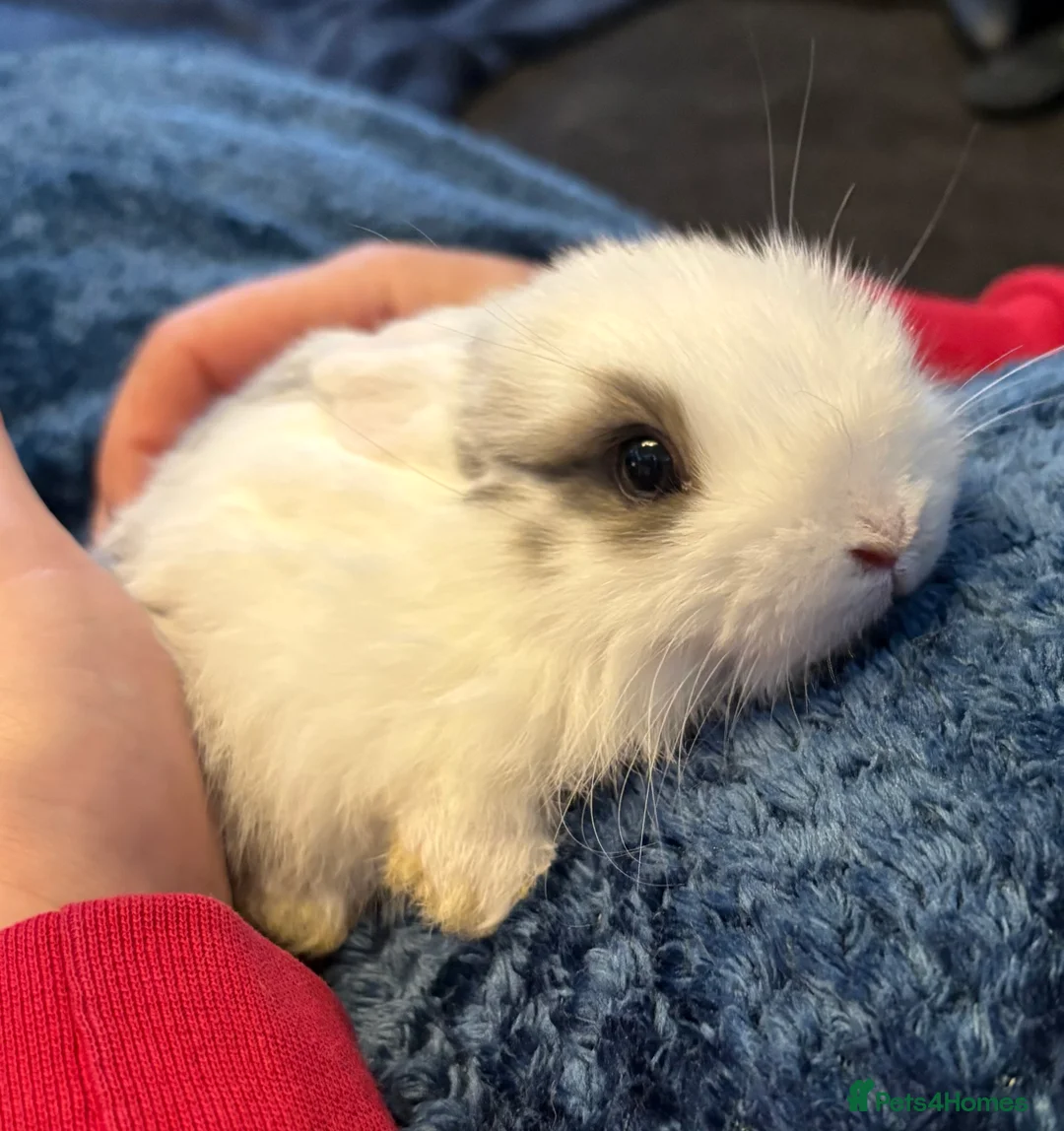 Mini Lop rabbits for sale: Beautiful pure bred mini lop bunnies - Advert 6