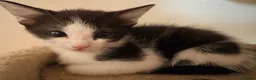 Domestic Shorthair cats for sale: STILL AVAILABLE- 2 black and white kittens  - Advert 20