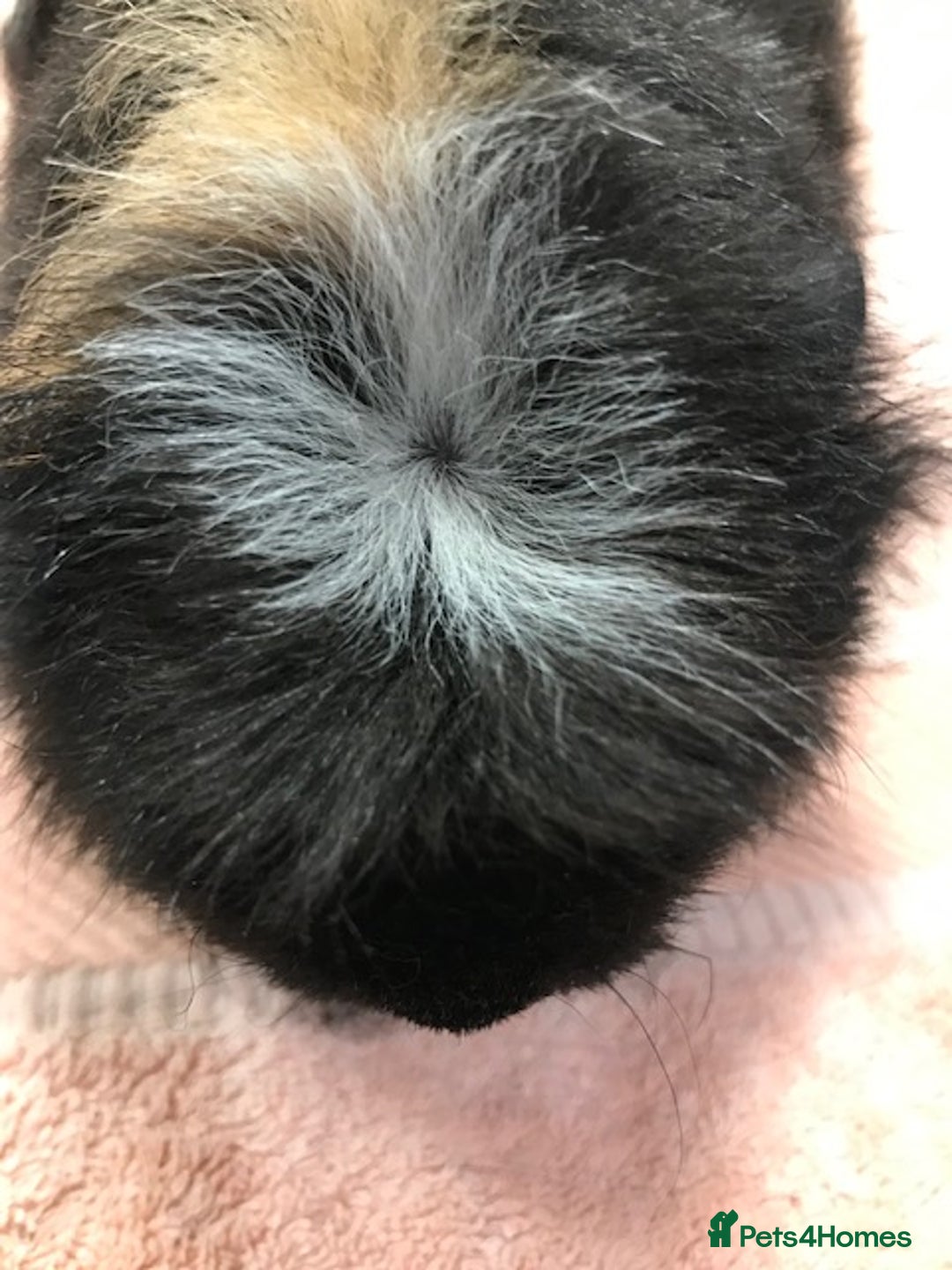 Guinea Pig rodents for sale: Beautiful Pigs - Boars, Sows, Pairs and Single - Advert 3