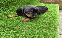 Dachshund dogs for sale: 5 stunning Dachshund puppies - Image 7
