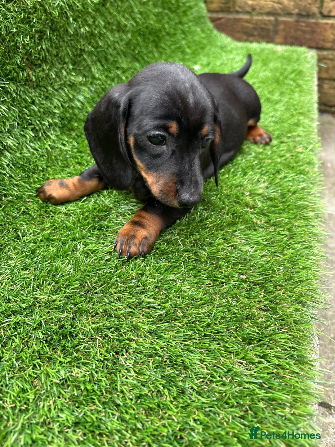 Dachshund dogs for sale: 5 stunning Dachshund puppies - Image 7