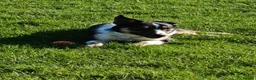 Border Collie dogs for sale: Border collie working dog  - Advert 3