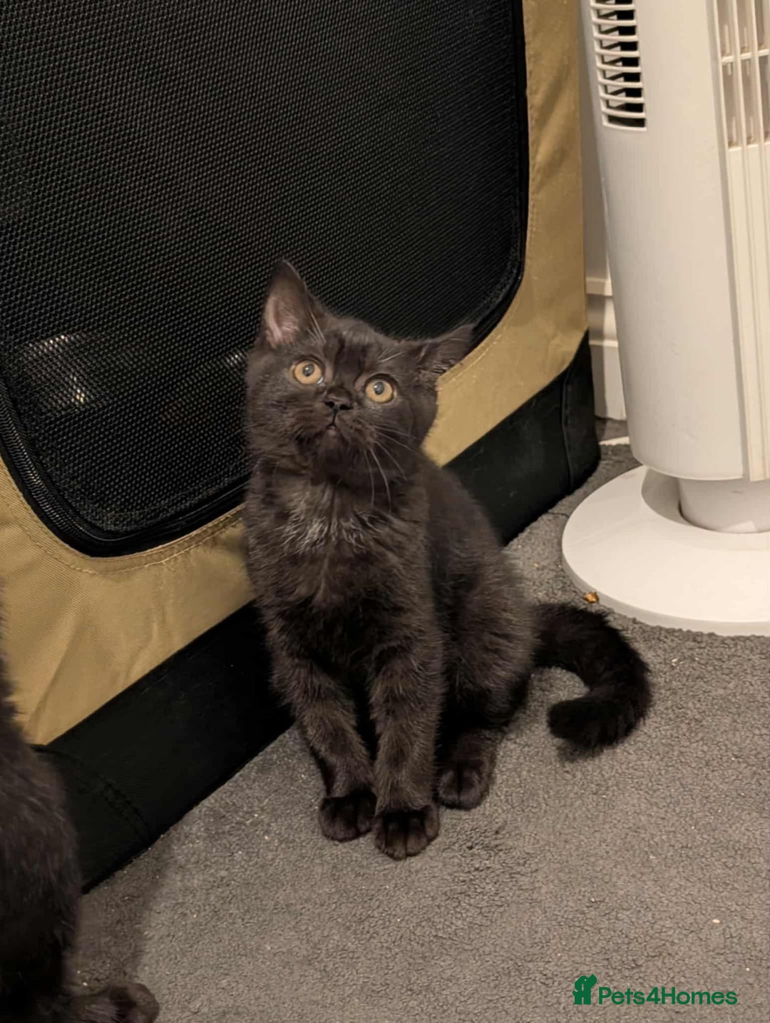 British Shorthair cats for sale:  Ready now. British shorthair kittens  - Image 7