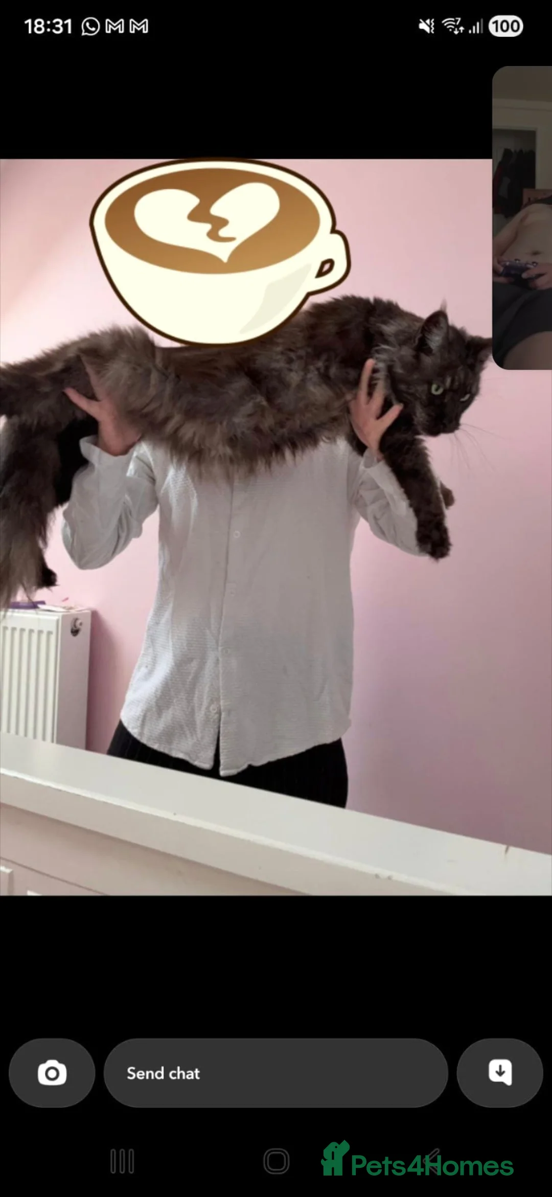 Maine Coon cats for sale: I have one girl left stunning ❤️‍🔥❤️ - Advert 2