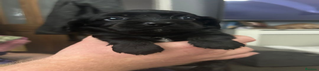 Cockalier Puppy 3