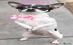 Chihuahua dogs for sale: KC Registered Apple Head Chihuahuas  - Image 7