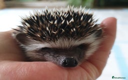 Pygmy Hedgehog rodents for sale: Full pedigree Baby African pygmy hedgehog  - Image 3