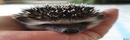 Pygmy Hedgehog rodents for sale:  Full pedigree Baby African pygmy hedgehog  - Advert 3