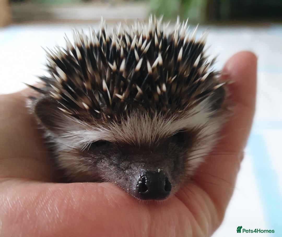 Pygmy Hedgehog rodents for sale: Full pedigree Baby African pygmy hedgehog  - Image 3