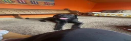 Mixed Breed dogs for sale: German Shepherd cross Cane Corso  - Advert 2