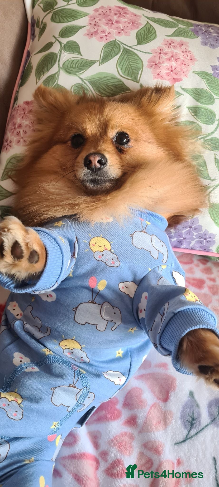 Pomeranian dogs Pomeranian 23 mths old male - Advert 2