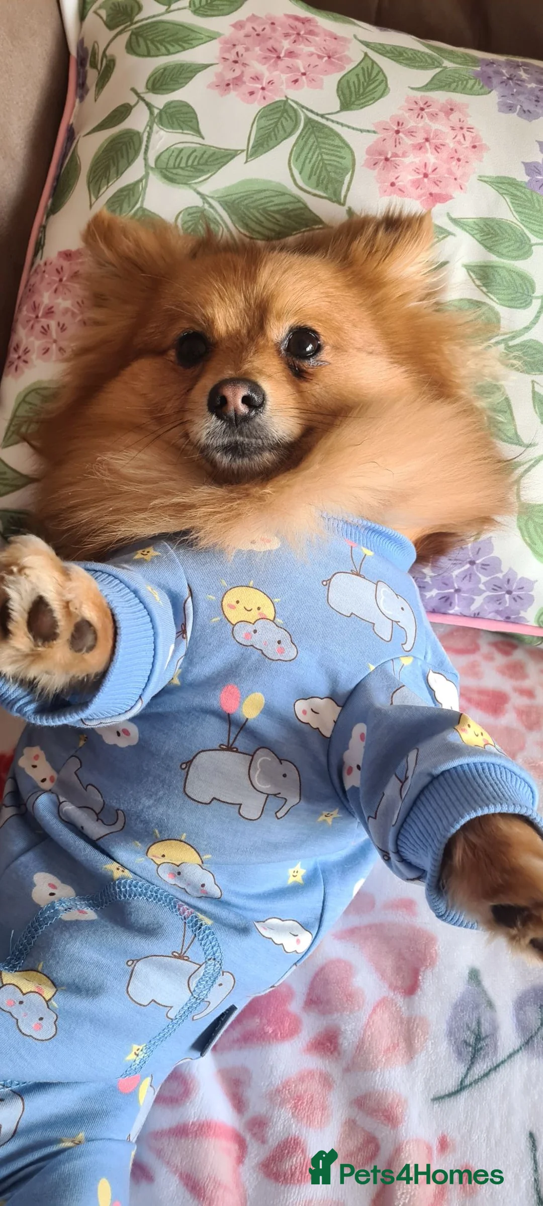 Pomeranian dogs for sale: Pomeranian 21 mths old male - Advert 8